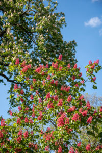 Flowering trees Flowering trees